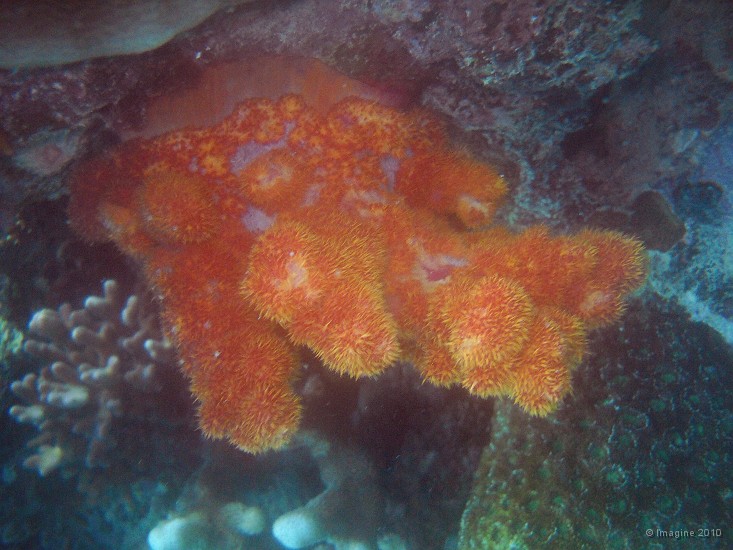 18- Alcyonaire orange - Passe de Mato.JPG